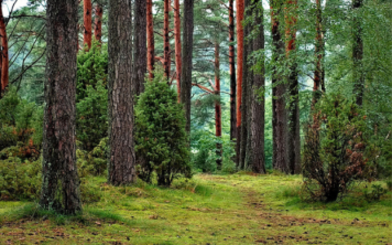 Forestry and Environment